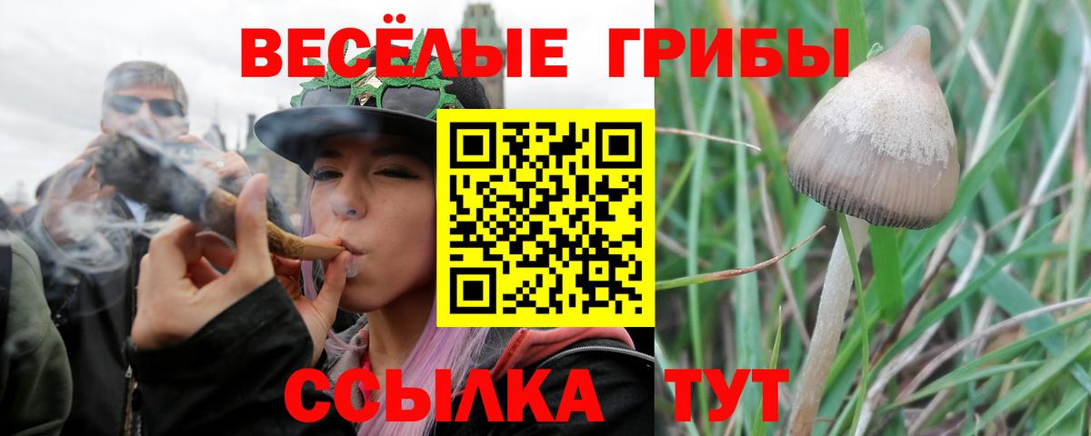 Галлюциногенные грибы Psilocybe Валуйки